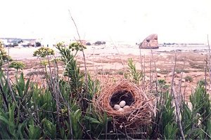 Torre Pali. Dove la natura diventa poesia...