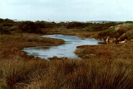 Lido Marini
